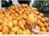 República Dominicana exportó más de 34 millones de mangos durante 2025