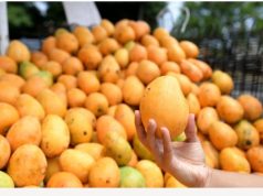 República Dominicana exportó más de 34 millones de mangos durante 2025